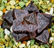 Хавортия (Haworthia Gandhara, ハオルチア　ガンダーラ)